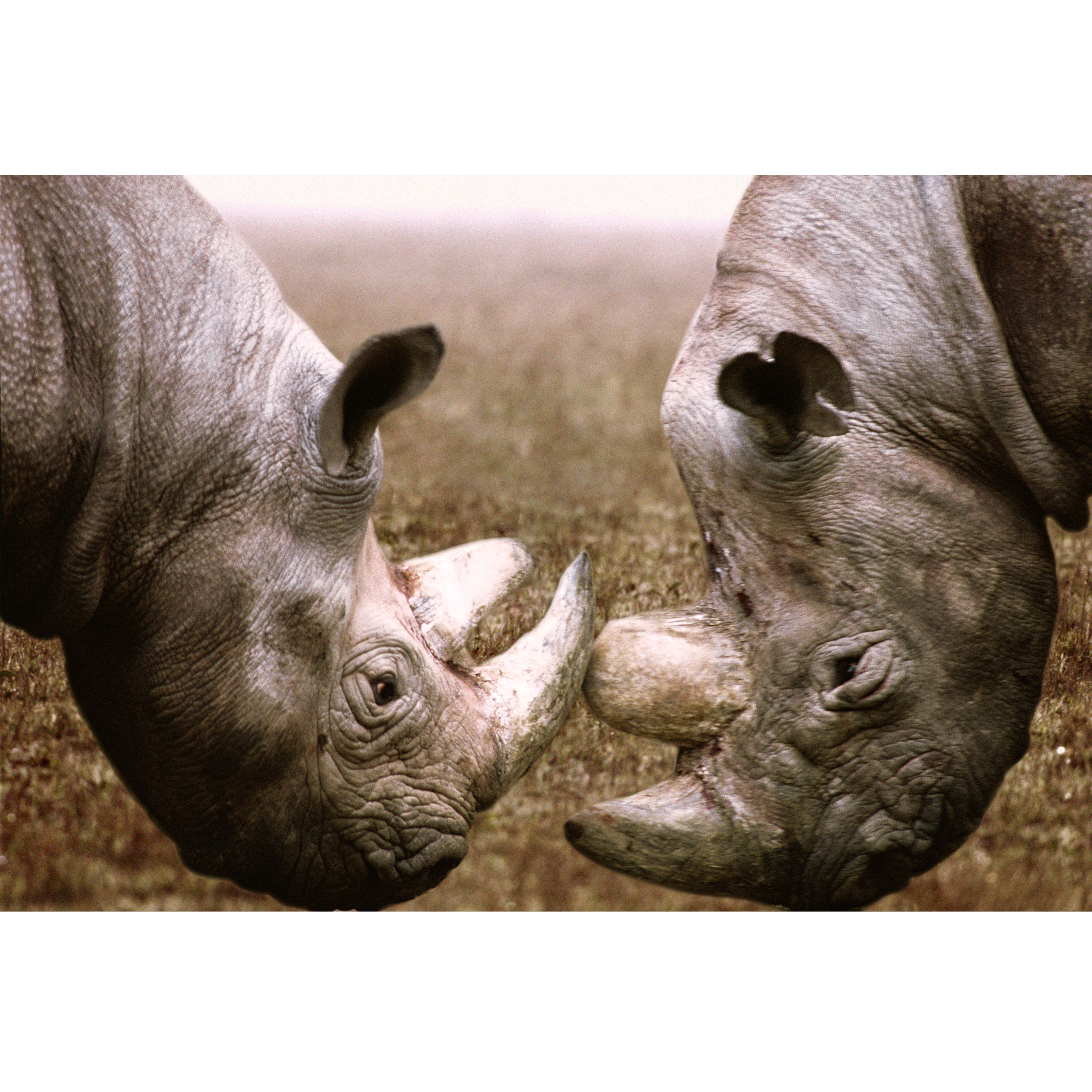 تابلو شاسی مدل کرگدن کد T7265