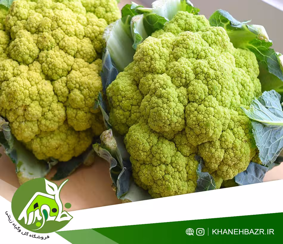 بذر گل کلم سبز ایتالیایی - خانه بذر | فروشگاه بذر وارداتی گل و گیاه زینتی 1404