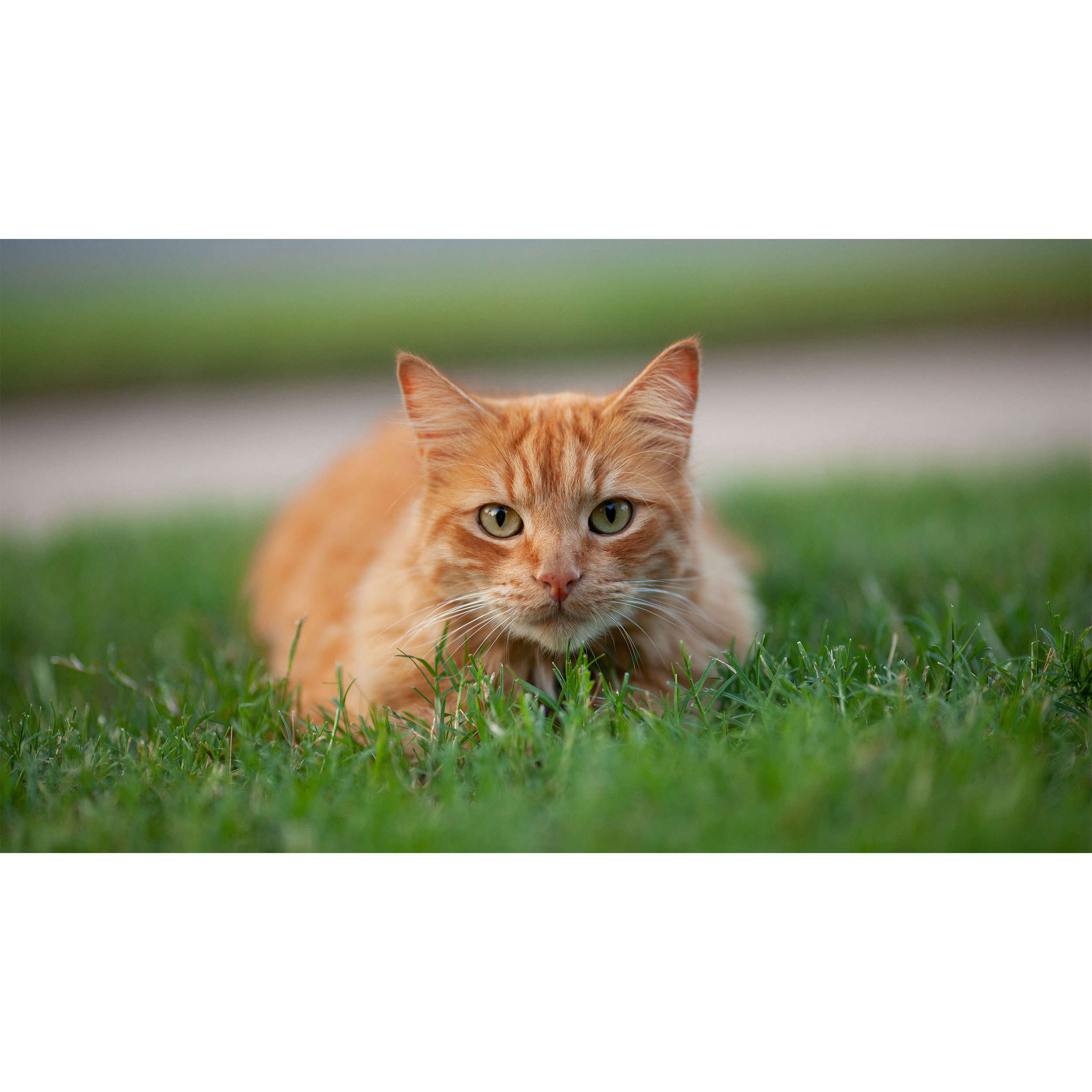 تابلو شاسی طرح گربه مدل T7737