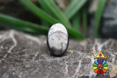 فسیل ارتوسراز مراکش