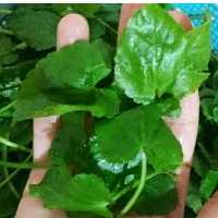 سبزی خشک چوچاق یا زولنگ 500گرمی