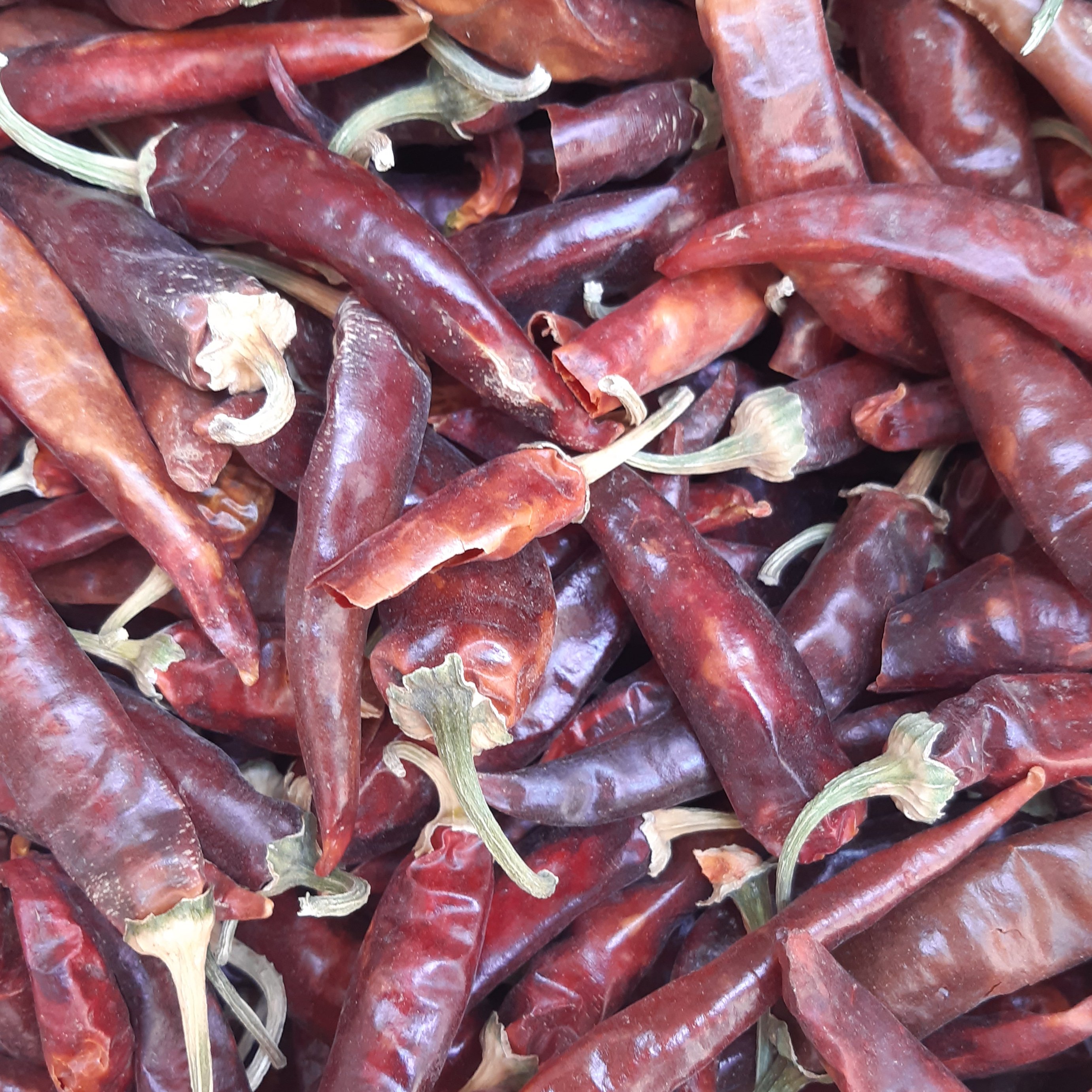 فلفل قرمز شاخ بزی (6کیلویی)