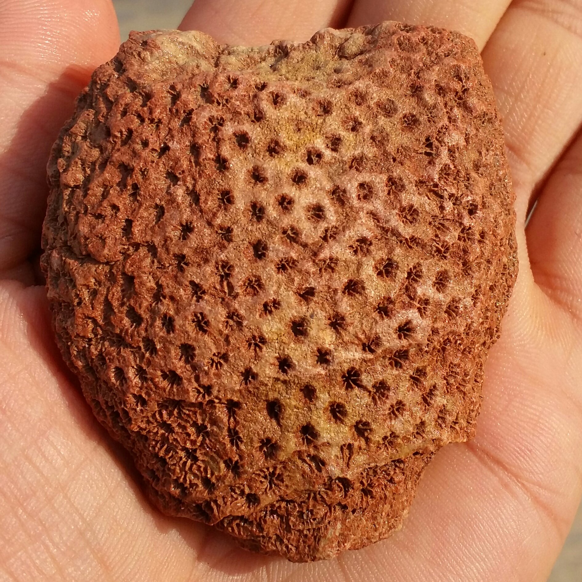 فسیل مرجان محشر دیدنی کاملا طبیعی خاااااص
مناسب جهت دکور و ساخت نگین های عالی
کد 8736