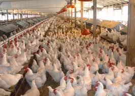 تحقیق اصول پرورش مرغ گوشتی