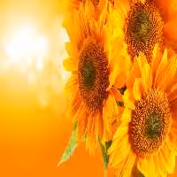 خرید و دانلود عکس Flower-Part-2 کد 17763 | پیک فاکس | Pic Fox