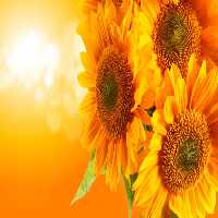 خرید و دانلود عکس Flower-Part-2 کد 17763 | پیک فاکس | Pic Fox