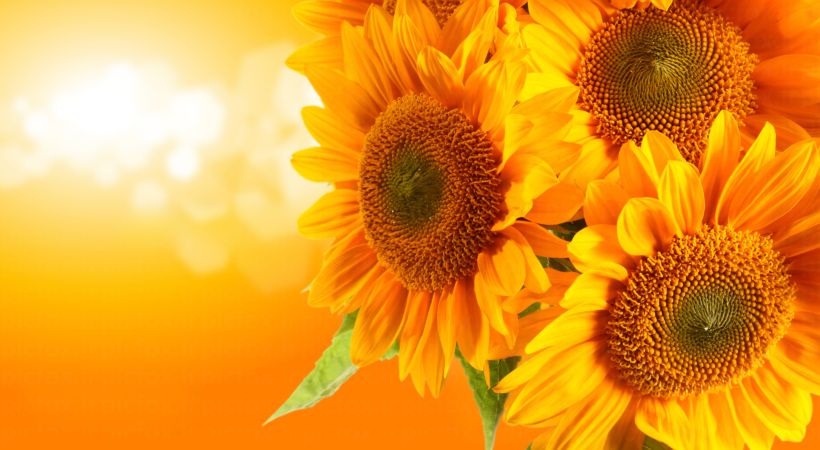 خرید و دانلود عکس Flower-Part-2 کد 17763 | پیک فاکس | Pic Fox