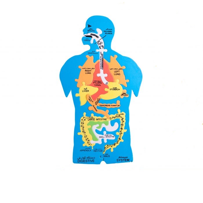 پازل فومی بدن انسان عمده و تک