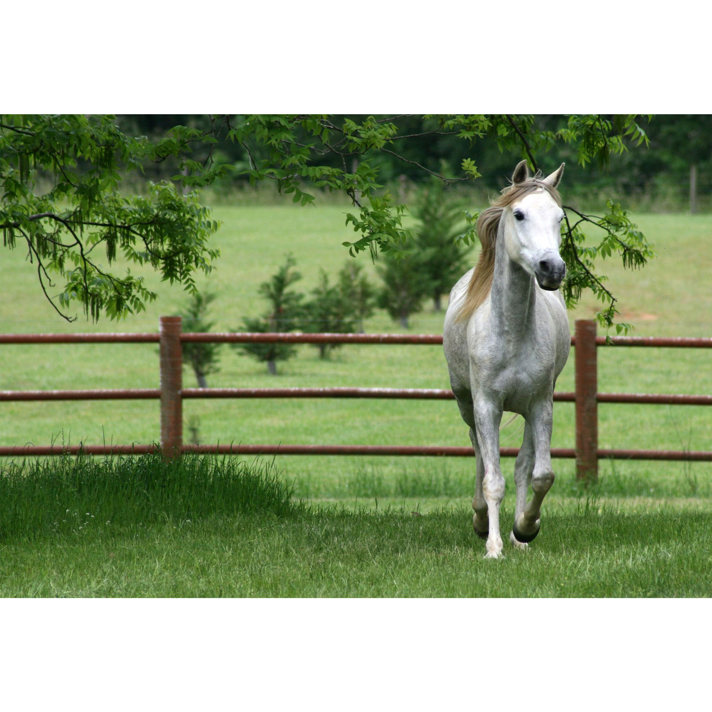 تابلو شاسی طرح منظره و اسب مدل T1330