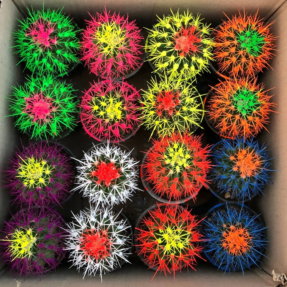 کاکتوس (پک اچینو 16 تایی الوان سایز 8)