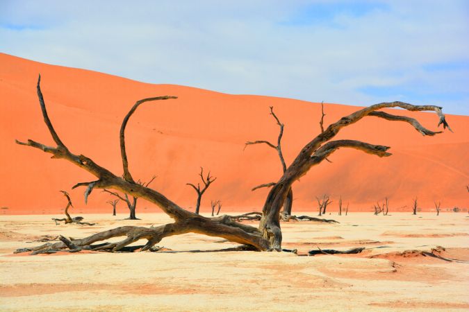 خرید و دانلود عکس Collection dead dry trees on different backgrounds desert field swamp کد 12839 | پیک فاکس | Pic Fox