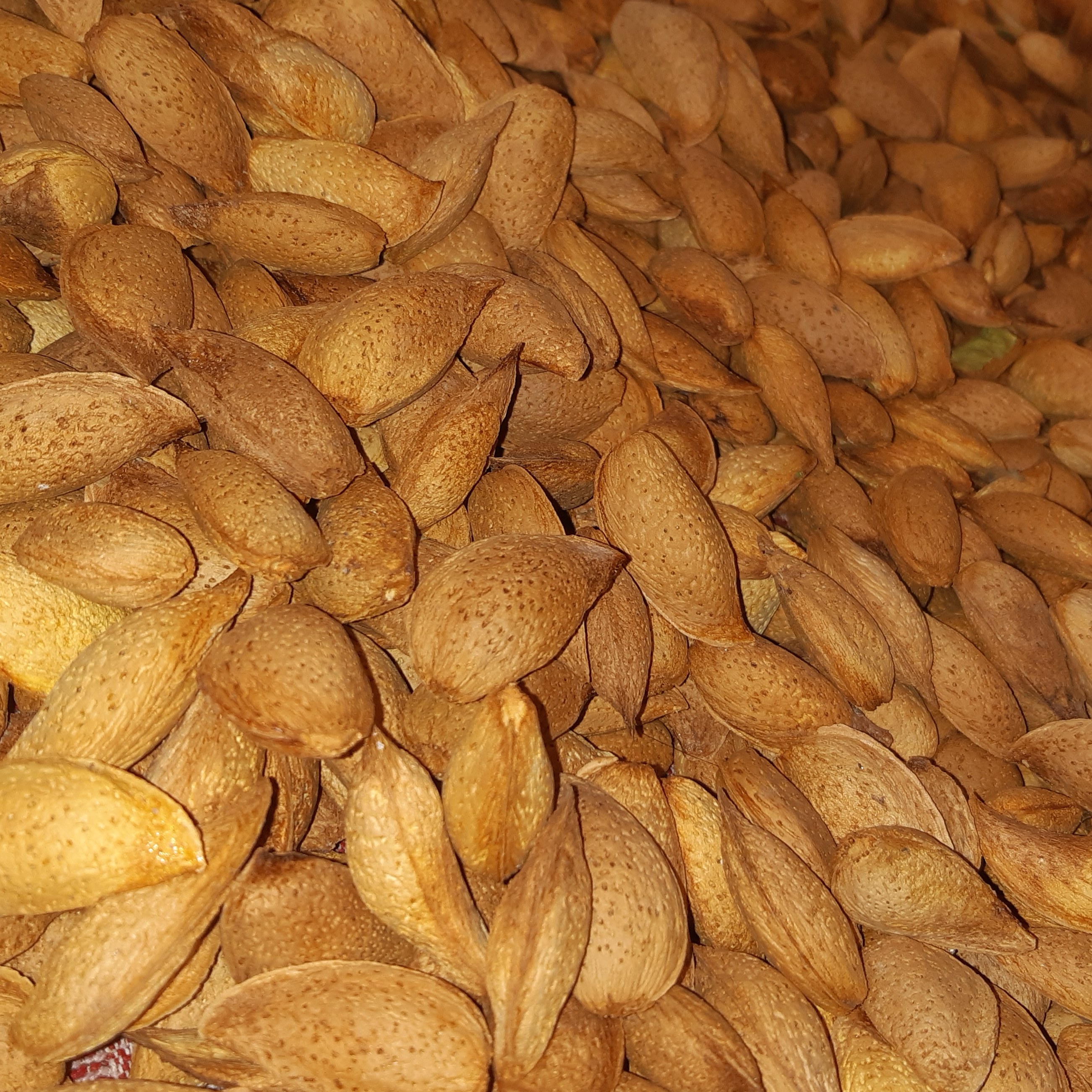 بادام پوست کاغذی فله امسالی خوش طعم و با مغز دهی بالا