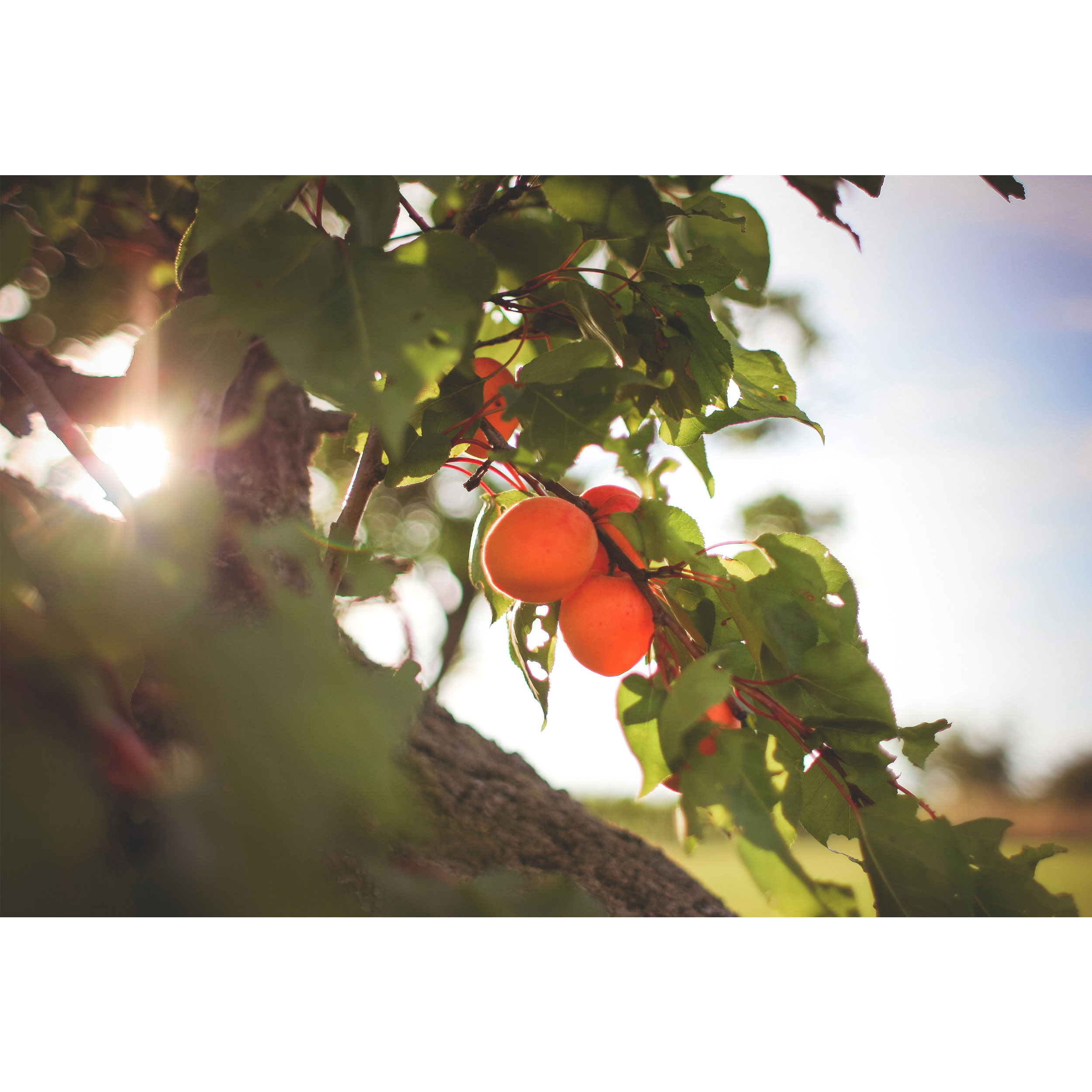 تابلو شاسی طرح درخت میوه زردآلو مدل T1779