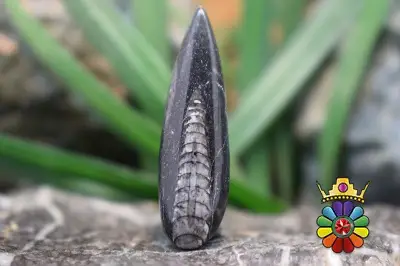 فسیل ارتوسراز مراکش