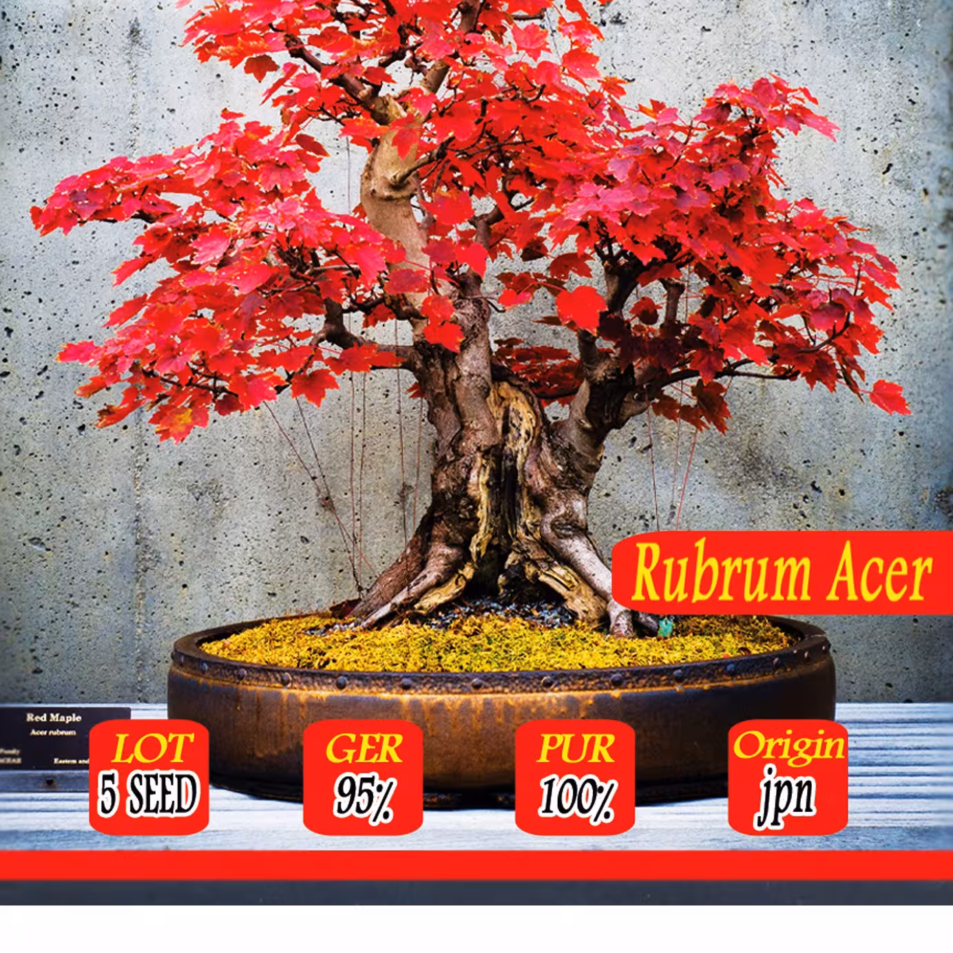 بذر بنسای قرمز یک بسته