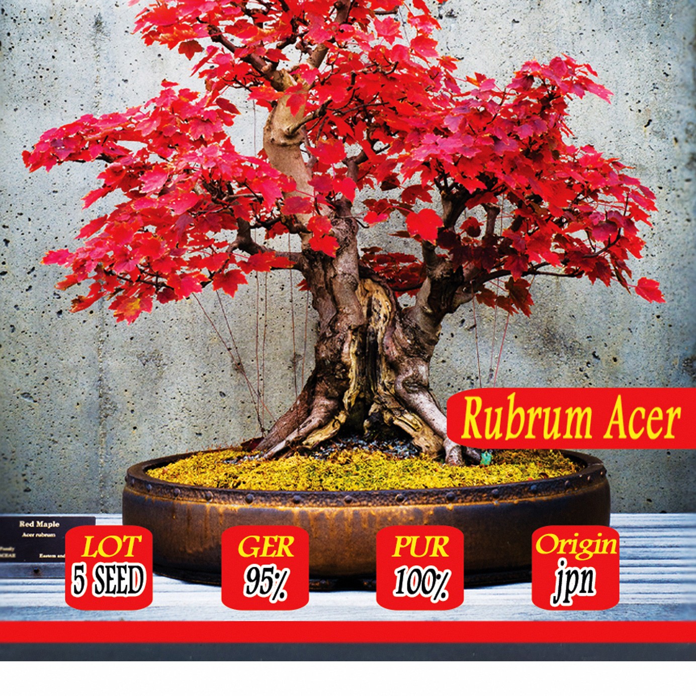 بذر بنسای قرمز یک بسته