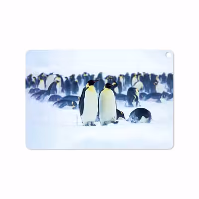 برچسب پوششی ماهوت مدل Penguin مناسب برای تبلت ایسوس Zenpad 3S 10 2017 Z500KL