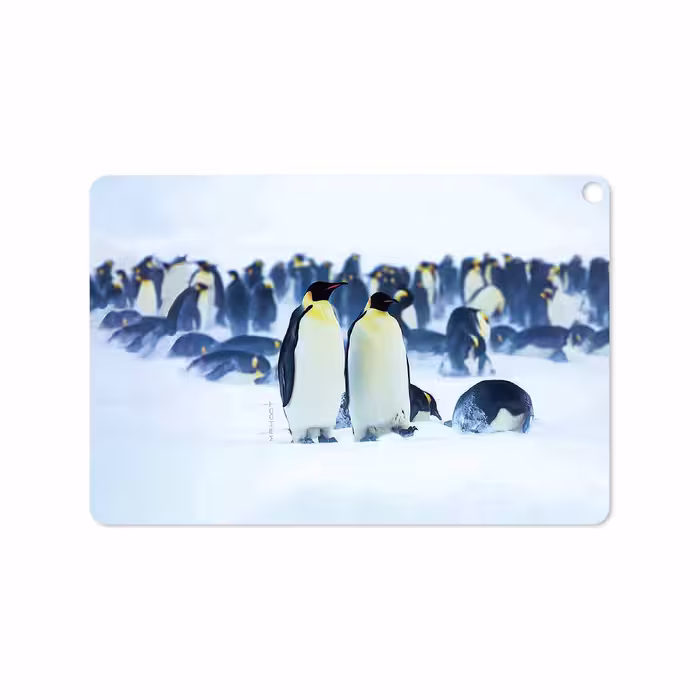 برچسب پوششی ماهوت مدل Penguin مناسب برای تبلت ایسوس Zenpad 3S 10 2017 Z500KL