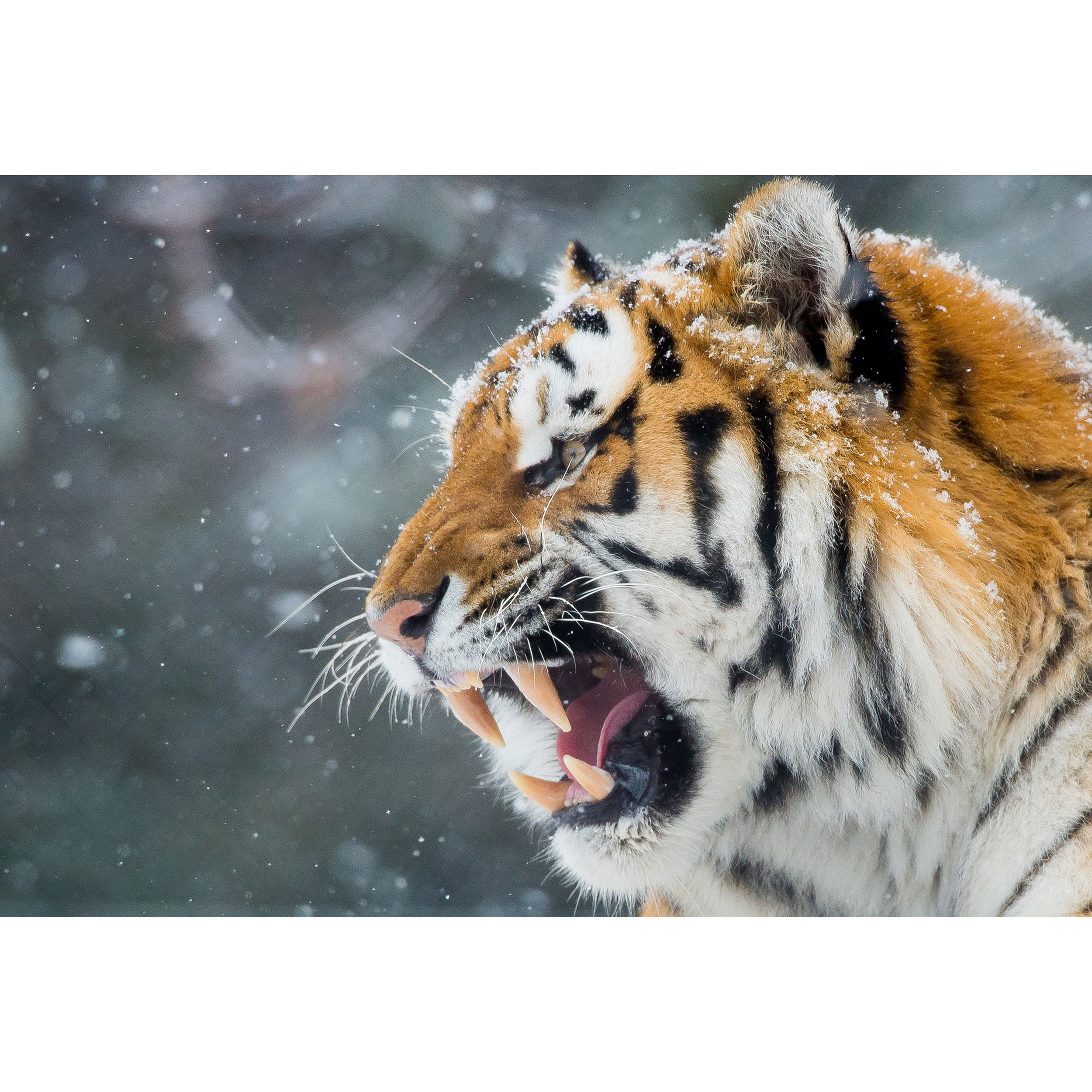 تابلو شاسی طرح غرش ببر مدل T1704