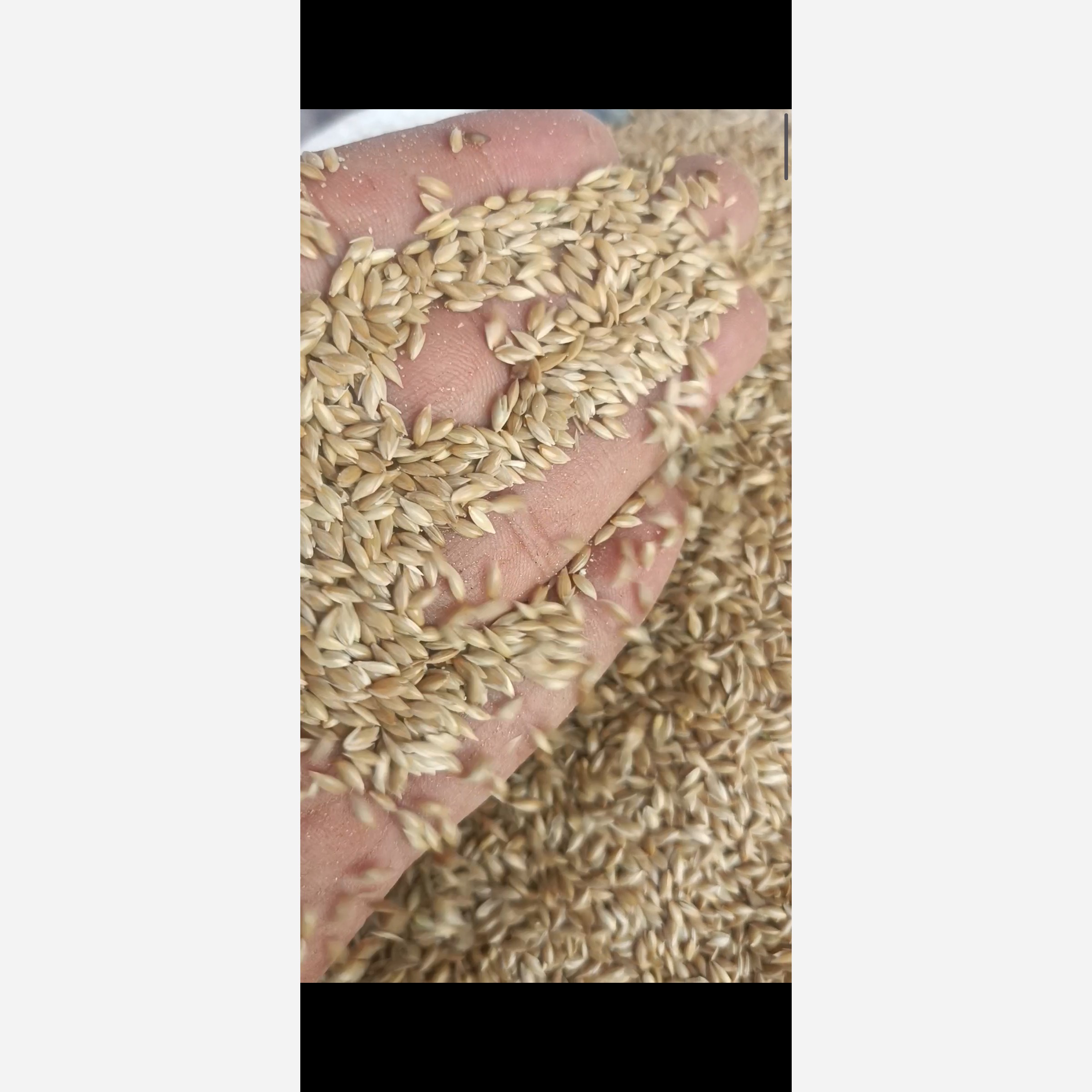 کتان پرنده اردبیل،بسته یک کیلو گرمی