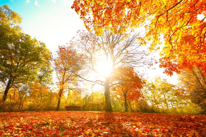 خرید و دانلود عکس Nature-Part-20 کد 36042 | پیک فاکس | Pic Fox