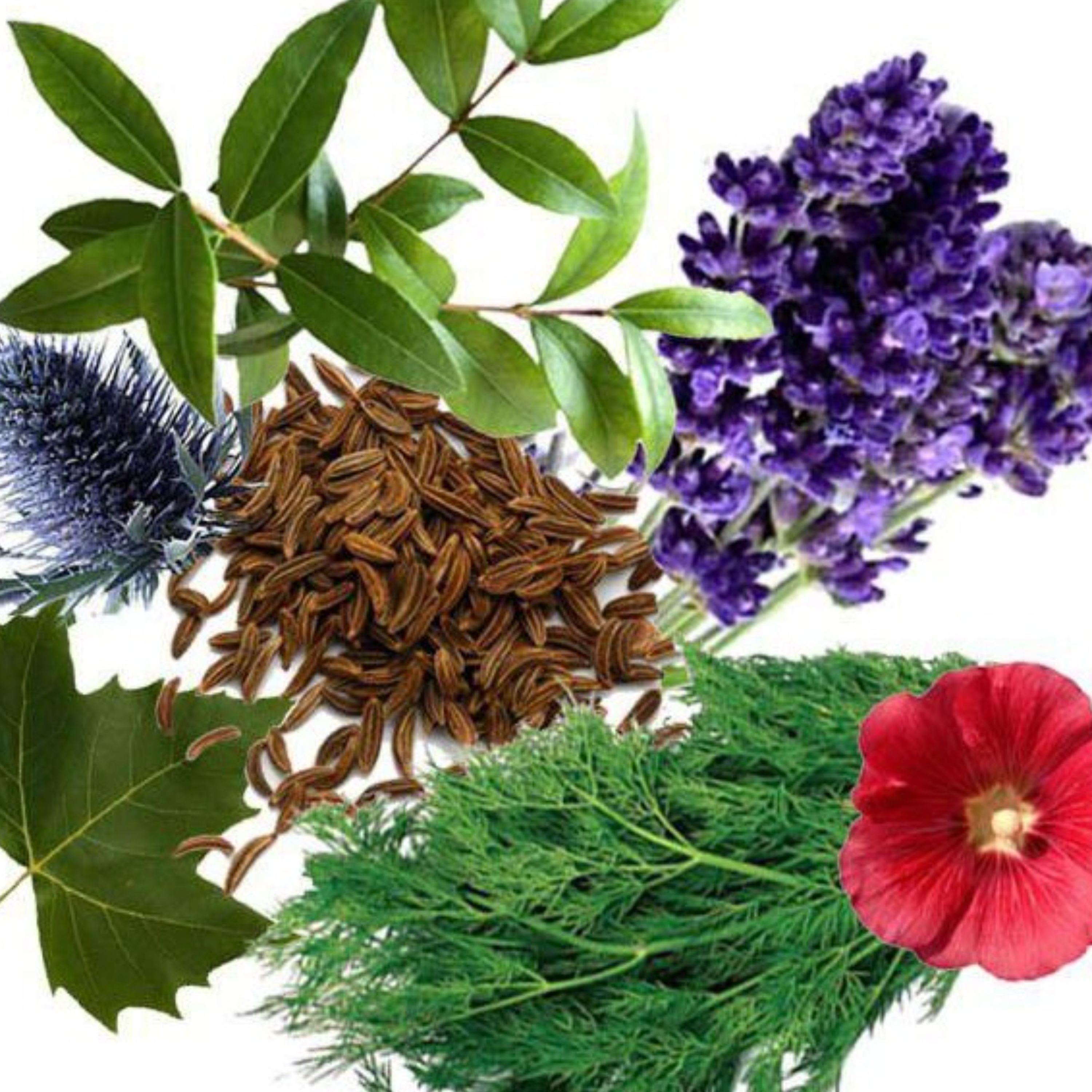معجون آلرژی و حساسیت