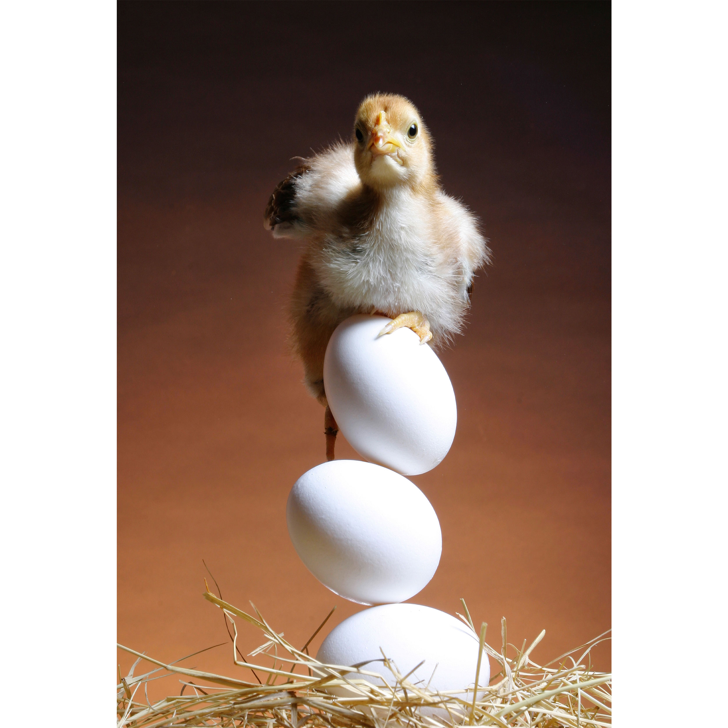 تابلو شاسی مدل جوجه و تخم مرغ T5886