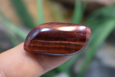 چشم ببر قرمز