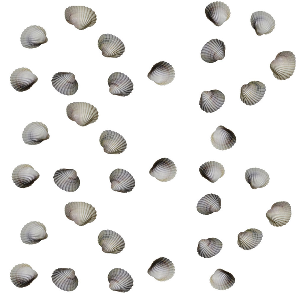 صدف تزیینی مدل دریایی وزن 950 گرم