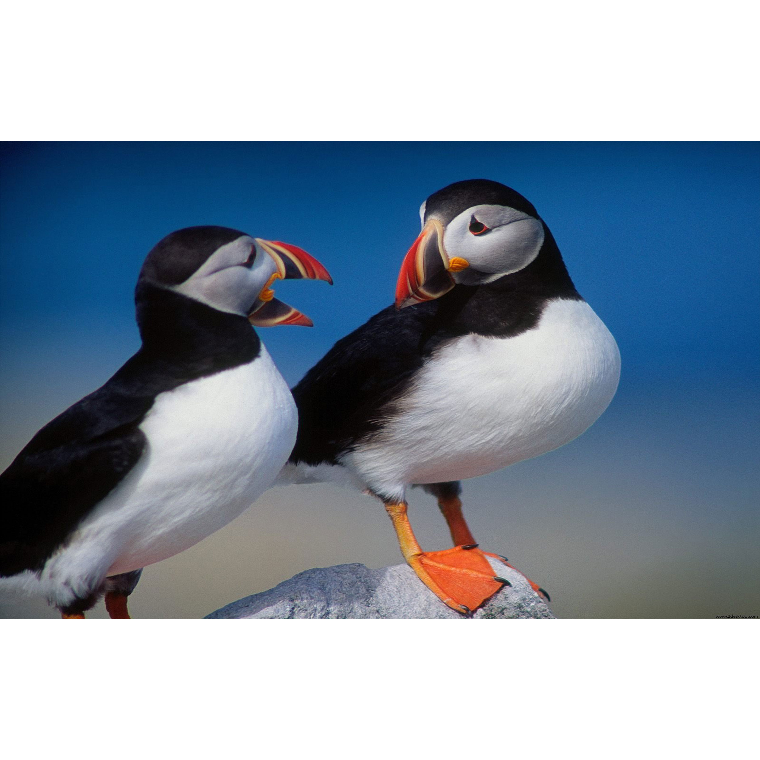 تابلو شاسی طرح پرنده طوطی دریایی مدل T7641