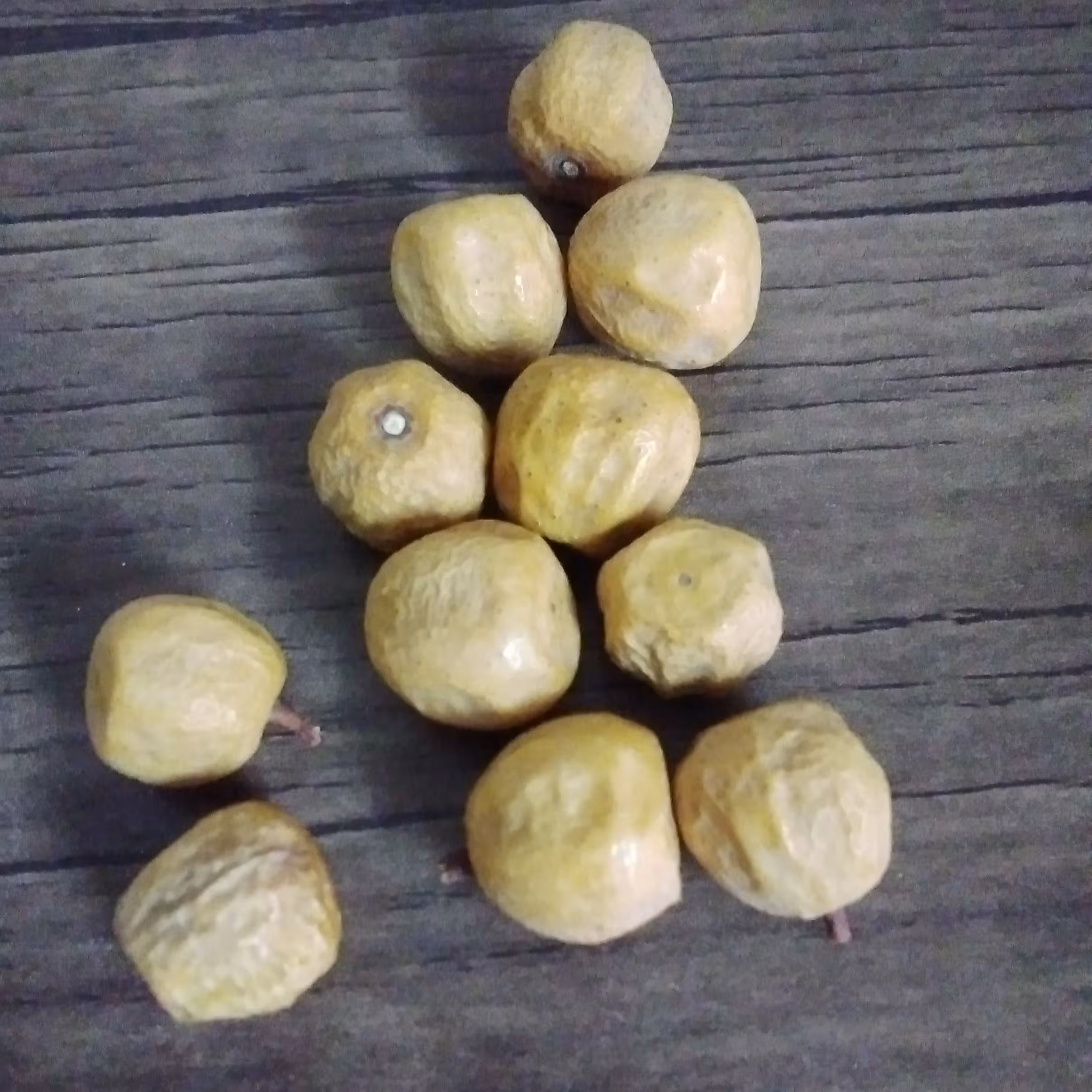 بذر کپسوله  زیتون تلخ