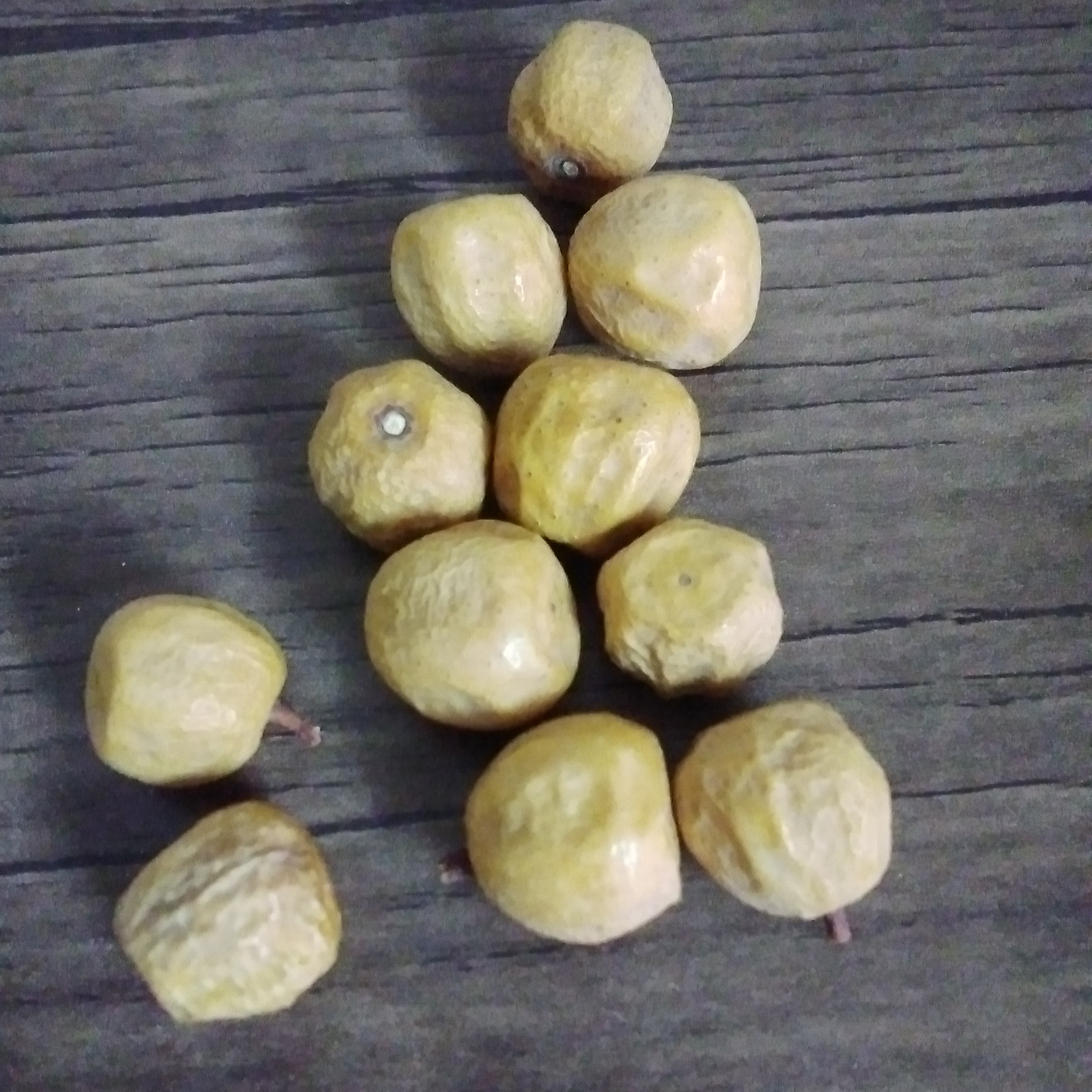 بذر کپسوله زیتون تلخ