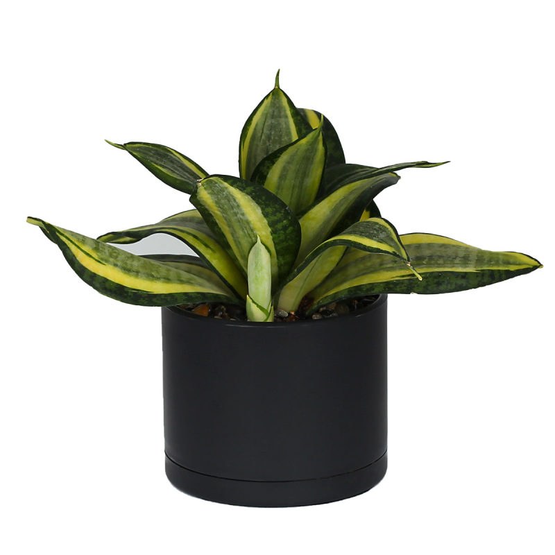 گلدان سرامیک نشکن سایز 12.5