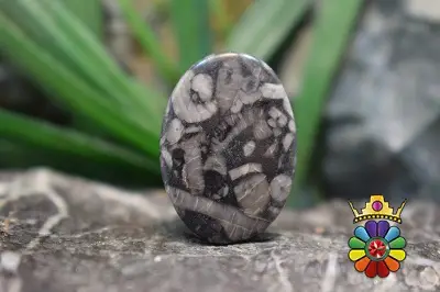 کرینوئید فسیل