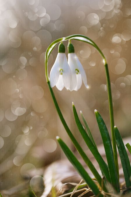 خرید و دانلود عکس Flower-Part-9 کد 18403 | پیک فاکس | Pic Fox