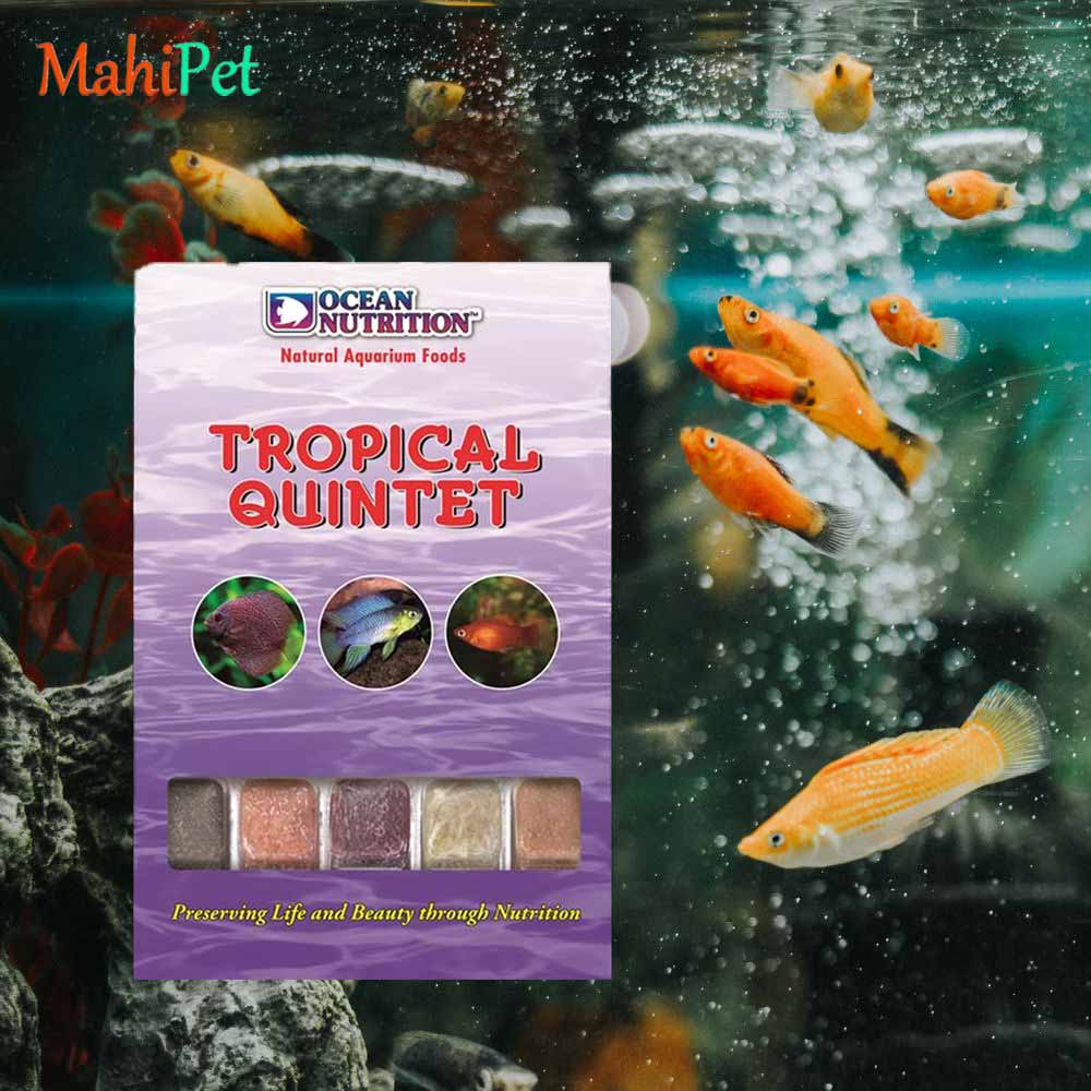 غذای منجمد تقویتی و مکمل ماهی دیسکس اوشن نوتريشن Tropical Quintet وزن 100 گرم