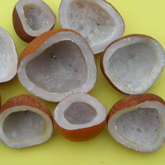 نارگیل کاسه