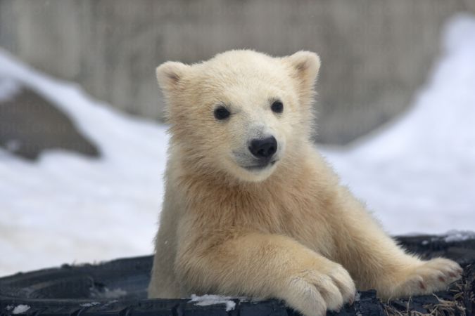 خرید و دانلود عکس Collection of images of cubs bears کد 13144 | پیک فاکس | Pic Fox