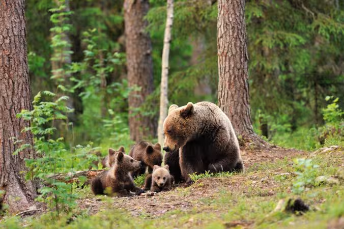خرید و دانلود عکس Collection of images of cubs bears کد 13151 | پیک فاکس | Pic Fox