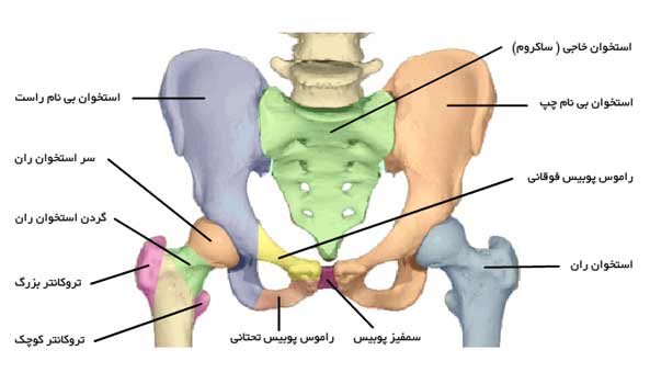 تحقیق آناتومي و كينزيولوژي مفصل HIP
