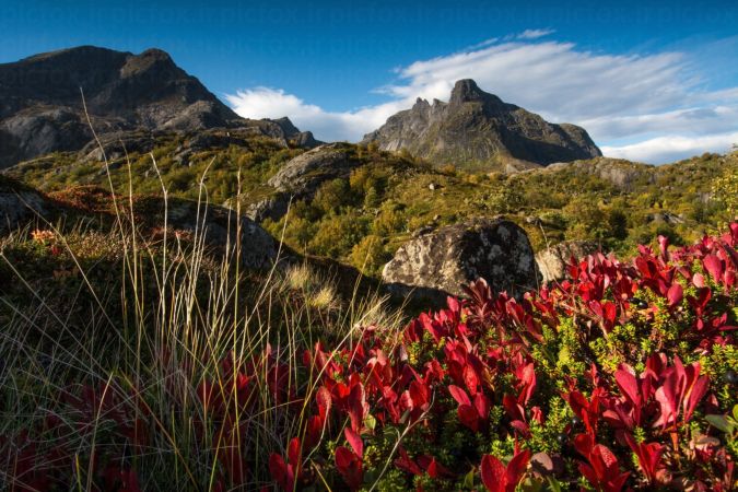 خرید و دانلود عکس Nature-Part-7 کد 37115 | پیک فاکس | Pic Fox