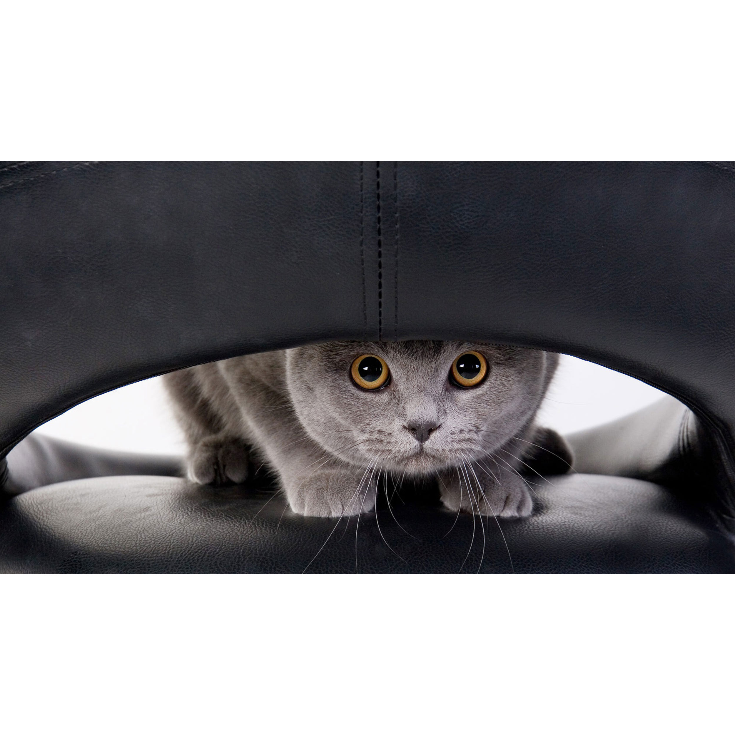 تابلو شاسی طرح گربه مدل T7959