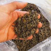 چای سبز قلم گیلان (500 گرمی) و سورت شده مخصوص و ارسال رایگان