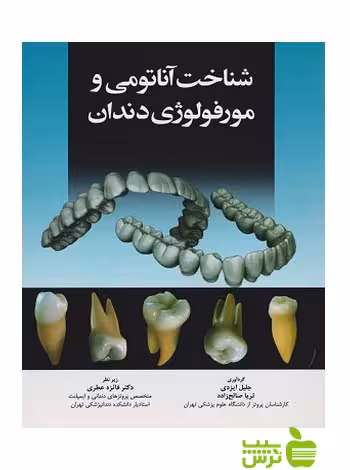 شناخت آناتومی و مورفولوژی دندان اندیشه رفیع - سیب ترش - SibTorsh