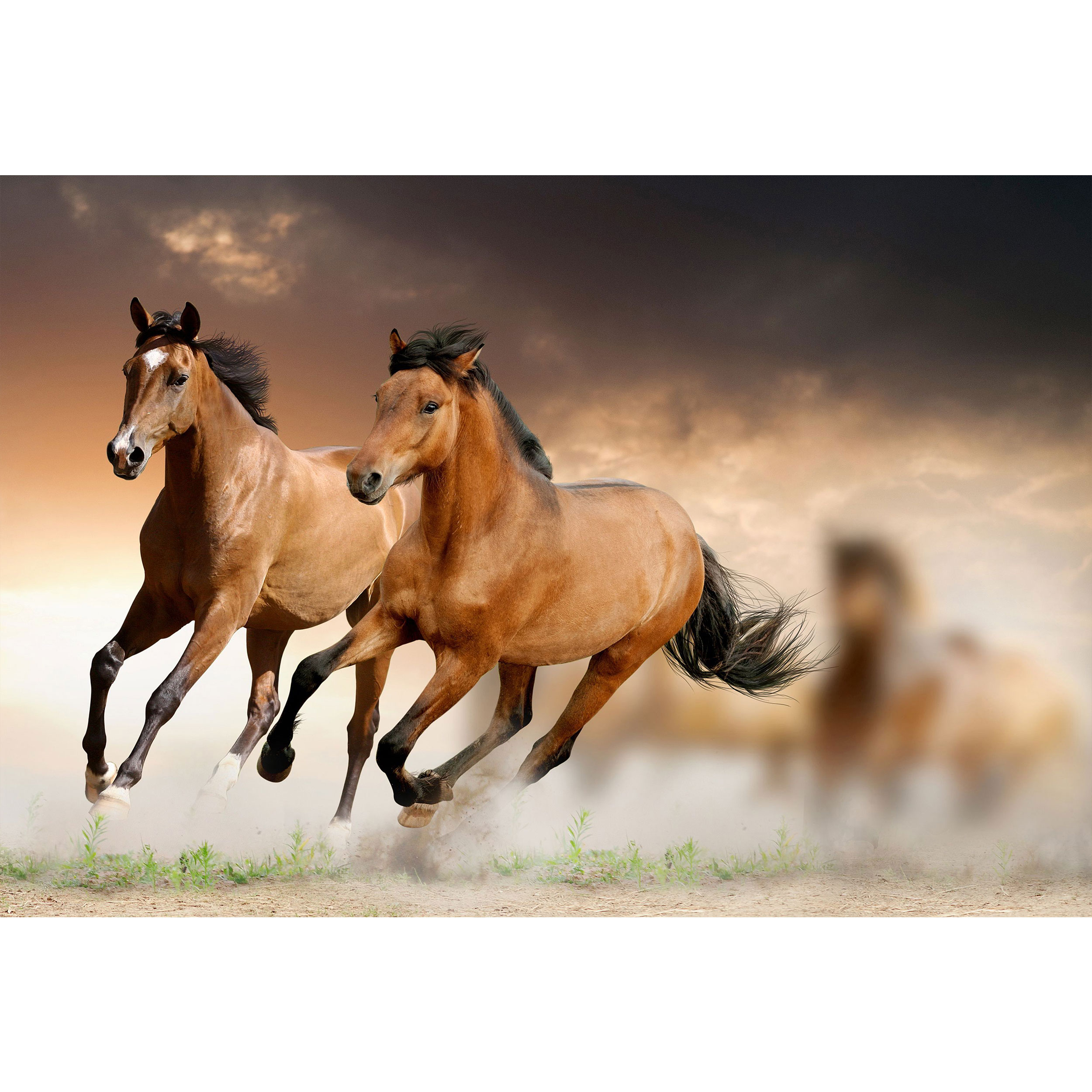 تابلو شاسی طرح حیوان اسب مدل T1323