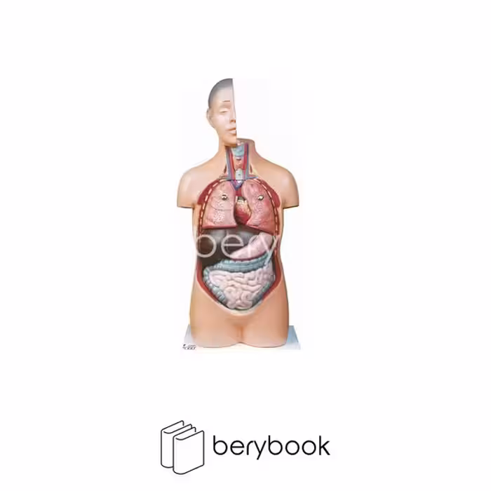 مولاژ نیم تنه 1/2 اندازه طبیعی