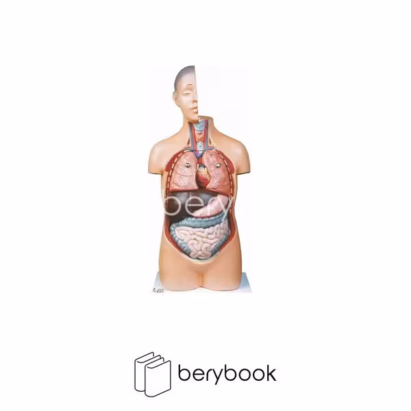 مولاژ نیم تنه 1/2 اندازه طبیعی