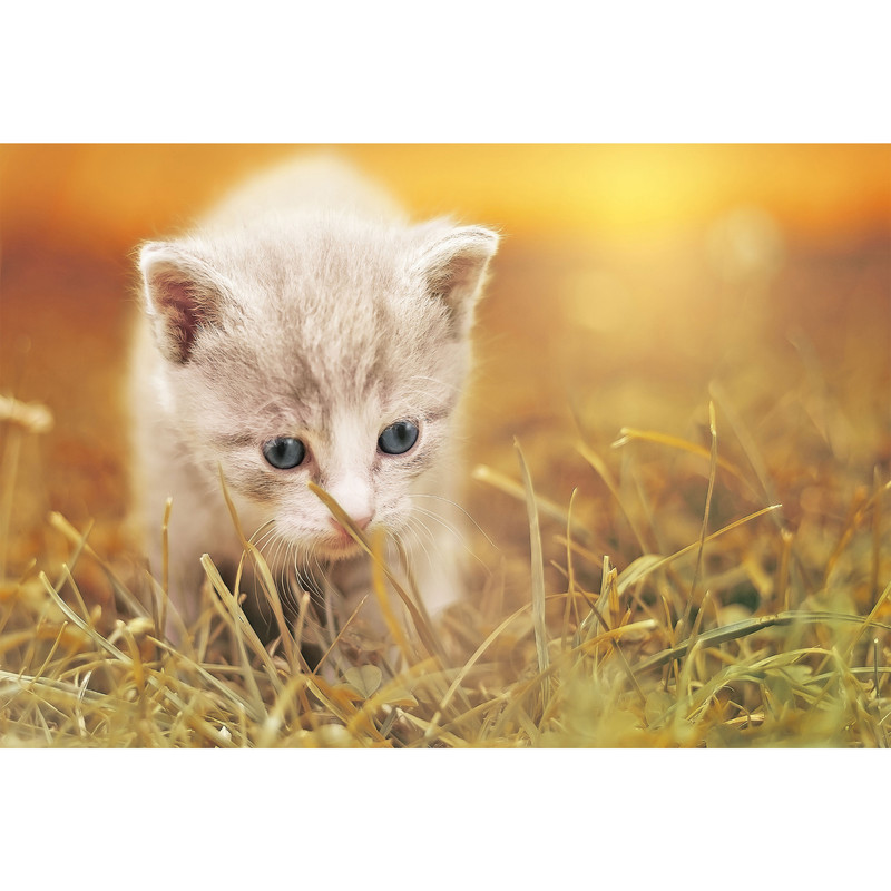 تابلو شاسی مدل گربه T5767 | دنیای قاب