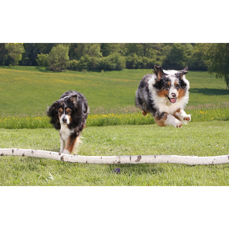 تابلو شاسی طرح سگ مدل T7985 | دنیای قاب