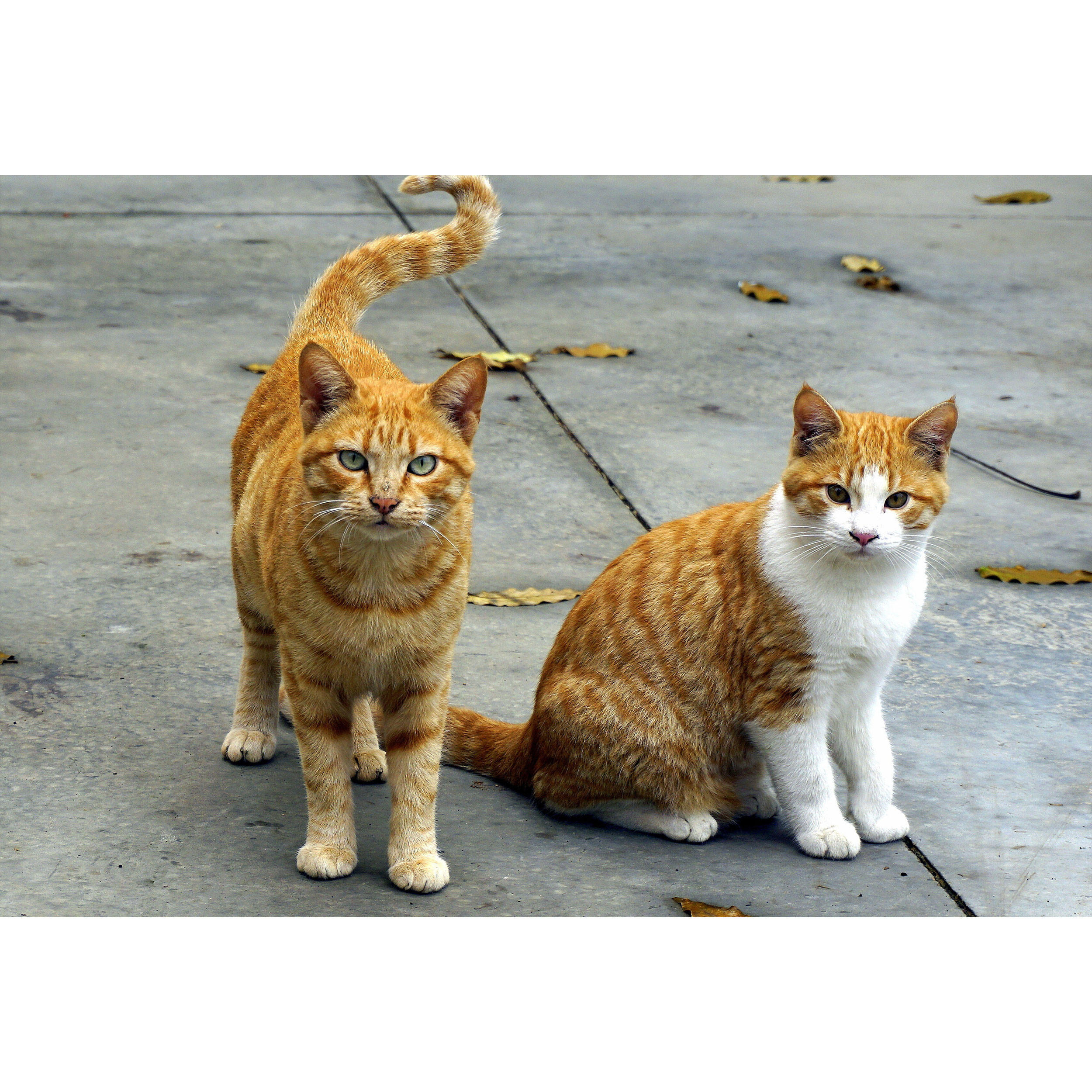 تابلو شاسی طرح گربه مدل T1715